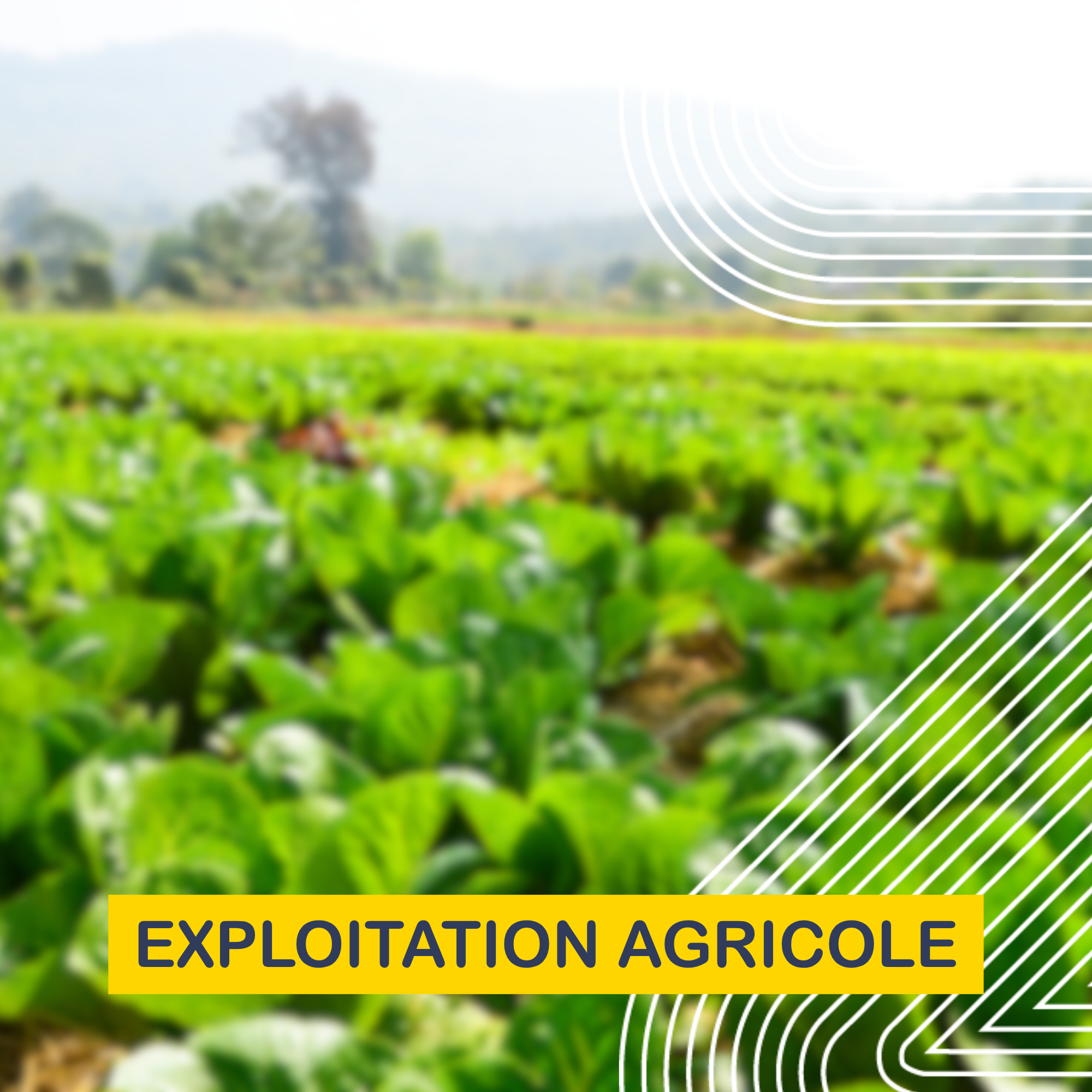 Exploitation agricole